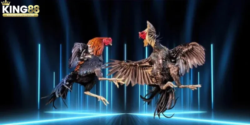 nhung-luu-y-va-kinh-nghiem-khi-choi-da-ga-king88 Những lưu ý và kinh nghiệm khi chơi đá gà King88