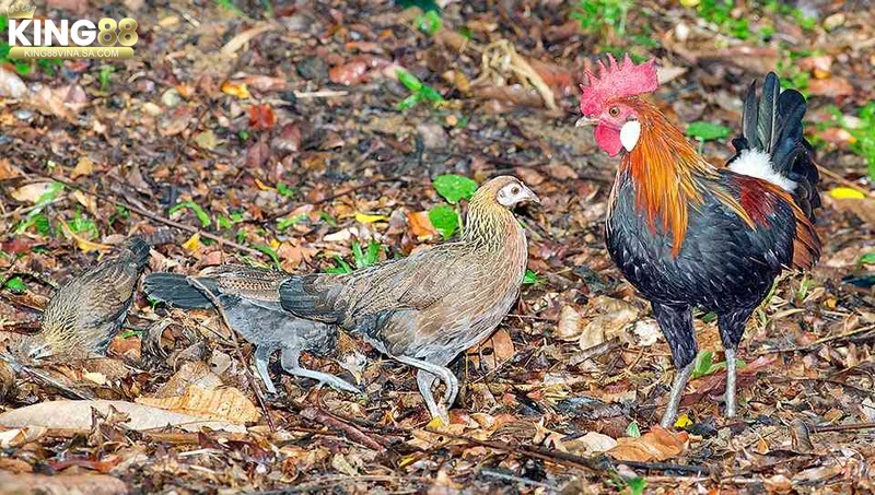 Hướng dẫn toàn diện kỹ thuật nuôi gà rừng cho người mới bắt đầu 2 Điều kiện môi trường phù hợp cho nuôi gà rừng (đất đai, chuồng trại, khí hậu)